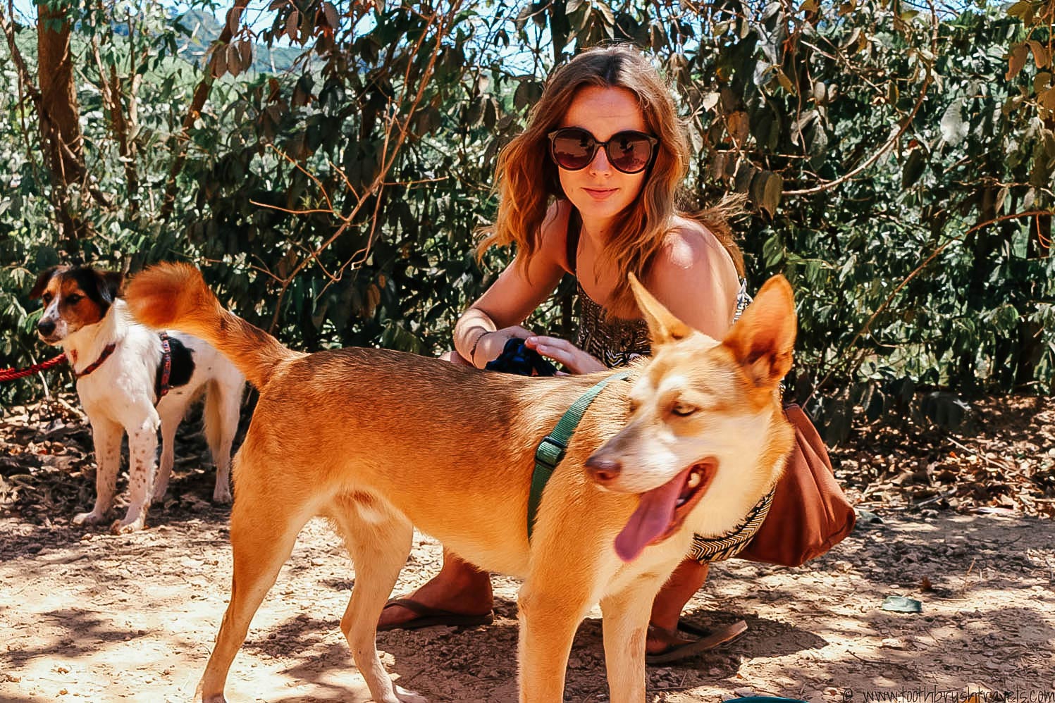 Dog Walking At Koh Lanta Animal Welfare Centre Amy Morgan Co